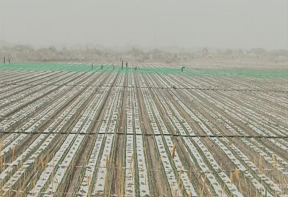 尉犁88858cc永利官网现代农业有限公司多行动筑牢防风屏障  全力包管农业生产清静